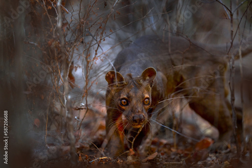 Wild Madagascar. Fosa in shrubs bushes. Fosa  Cryptoprocta ferox  Kirindy Forest in Madagascar. Fosa  mammal in nature habitat  wild. Rare cat dog look animal in dry forest  long tail.