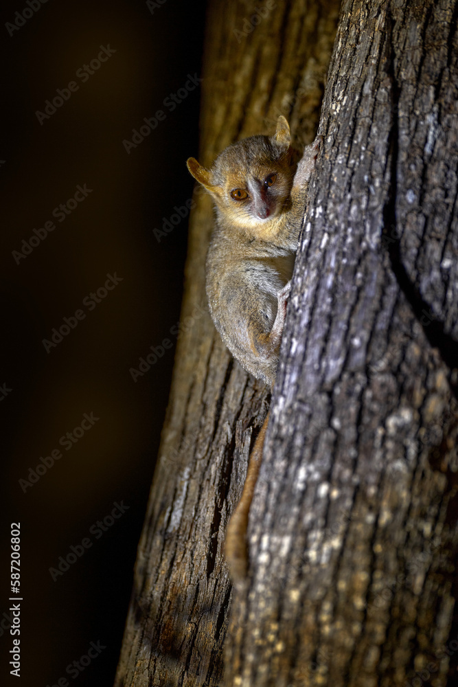 Madagascar night. lemur on the tree, dark black forest. Grey mouse lemur, Microcebus murinus, Kirindy Forest, endemic animal in Madagascar. Grey mouse lemur with tree trunk, small mammal with big eyes