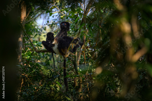 Milne-Edwards's sifaka, Propithecus edwardsi, Ranomafana NP, rare endemic lemur monkey from Madagascar.  Lemur in the nature habitat. Sifaka on the tree, Africa. photo