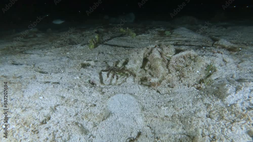 A bizarre crab, looking like a hairy spider on a sandy sea bed A bizarre crab, looking like a hairy spider on a sandy sea bed
