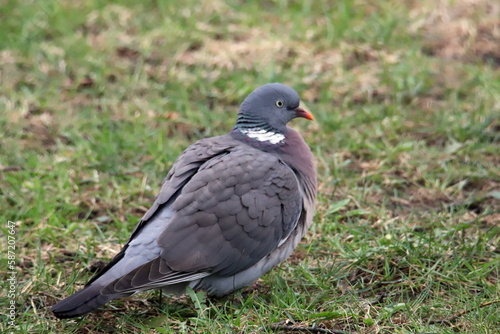 pigeon on the grass