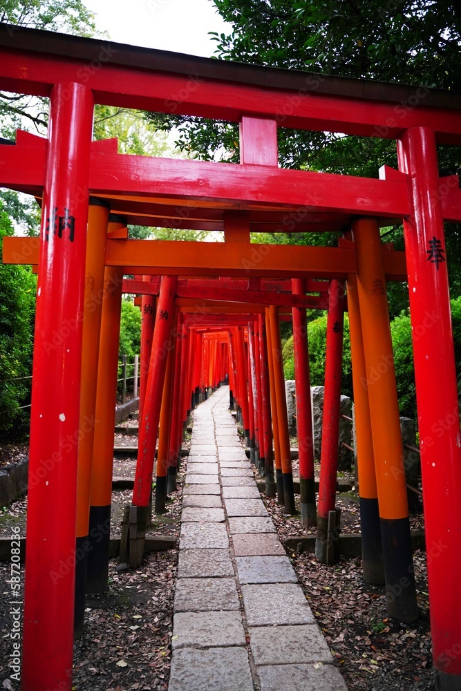 根津神社、東京、神社、日本、鳥居、秋、11月、2019、銀杏、紅葉、黄色、看板、案内、標識、赤い、門、初詣、参拝、神道、建物、参道、