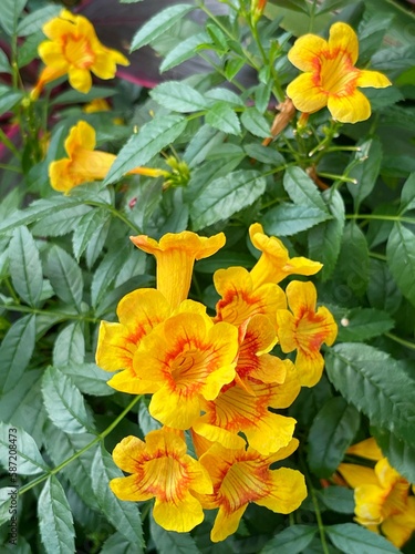 Beautiful yellow orange  flowers of Tecoma Stans blooming plant in the garden. Inflorescence with many bell forms flowers. Flowering perennial shrub, macro, close-up view. Botany species Bignoniaceae