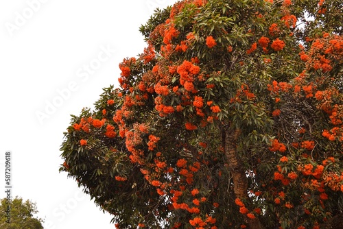 flower in tree / san francisco 
