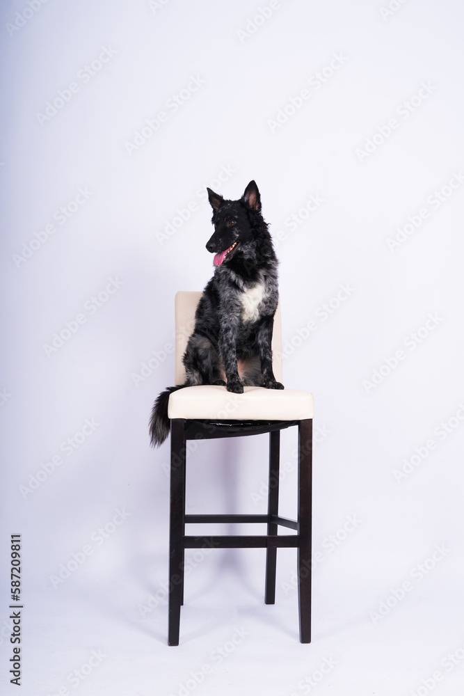 Mudi shepherd in front of white background studio and interior photo Mudi shepherd in front of white background studio and interior photo