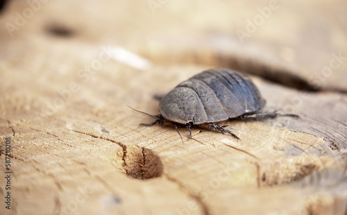 Turkmen cockroach - turtle. A striped cockroach that sits and crawls on the bark of a tree. Princisia vanwaerebeki, Princisia vanwaerebeki. Insects of the fauna of the animal world. photo