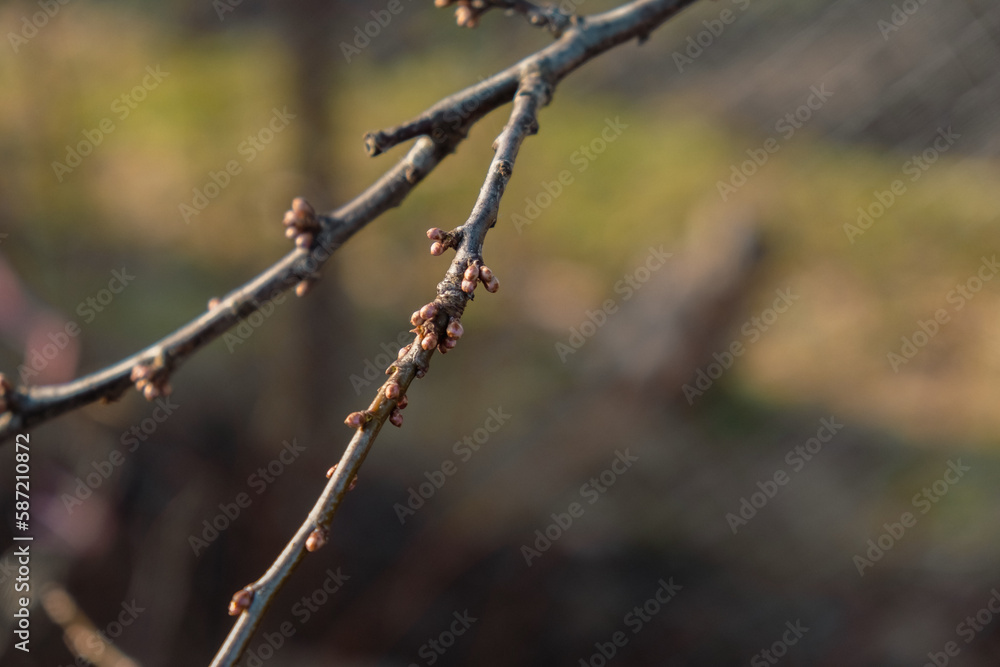 new spring buds on a tree branch in early spring Sunset dawn evening new spring buds on a tree branch in early spring Sunset dawn evening