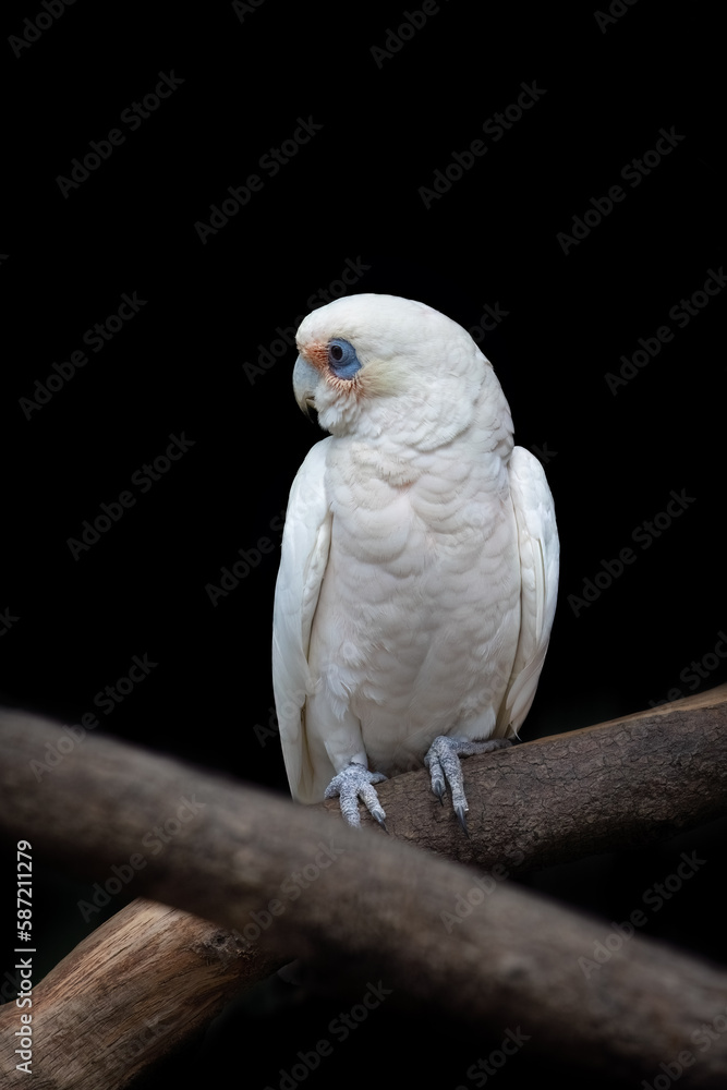 A long-billed corella, also known as a slender-billed corella, cacatua tenuirostris, against dark background. This is a sociable and gregarious Australian cocaktoo. A long-billed corella, also known as a slender-billed corella, cacatua tenuirostris, against dark background. This is a sociable and gregarious Australian cocaktoo.