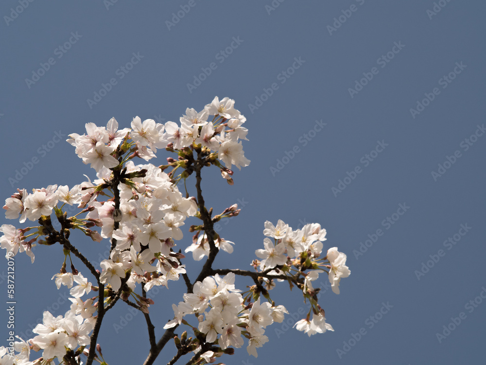 Obraz premium 青空と桜の花