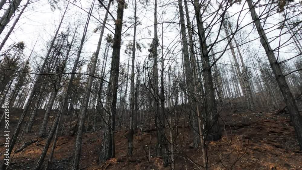 Black ashes of canary pine after big forest fire, black ash ground after the fire. Natural disaster and global warming Black ashes of canary pine after big forest fire, black ash ground after the fire. Natural disaster and global warming
