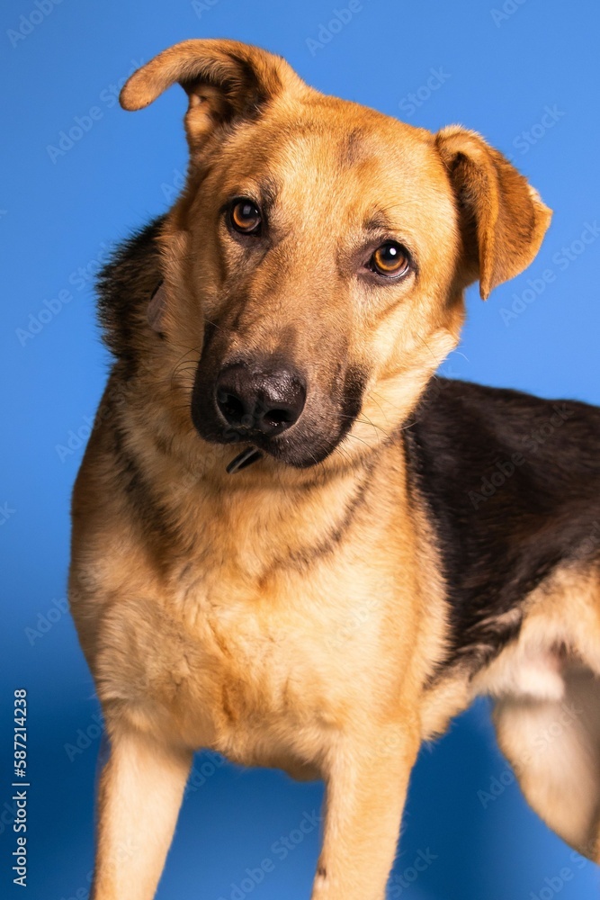 Portrait of an adorable brown and black dog on blue background - dog up for adoption