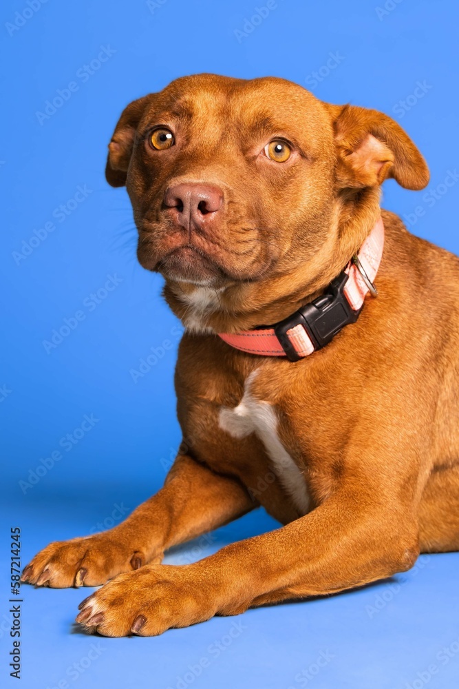 Portrait of an adorable brown dog with a collar on blue background - dog up for adoption Portrait of an adorable brown dog with a collar on blue background - dog up for adoption