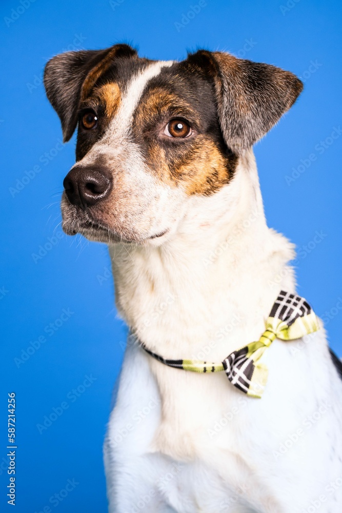 Portrait of an adorable white dog with a checked bow tie on blue background - dog up for adoption