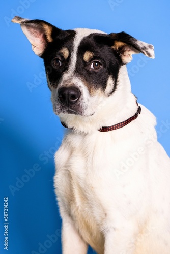 An adorable white and black dog with checked bow tie on blue background - dog up for adoption