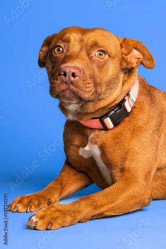 Portrait of an adorable brown dog with a collar on blue background - dog up for adoption