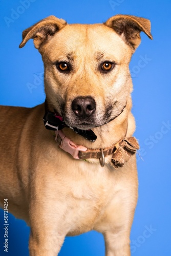Portrait of an adorable brown dog with a brown collar on blue background - dog up for adoption