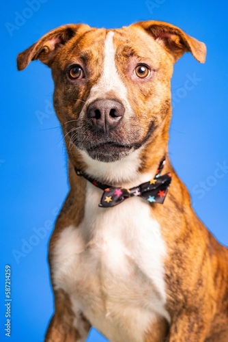 Portrait of an adorable brown and white dog with a bow tie on blue background - dog up for adoption © Escape Your Mind Photography/Wirestock Creators