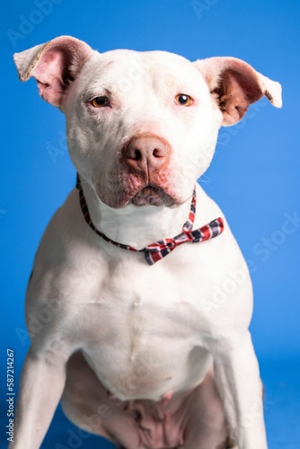 Portrait of an adorable white dog with bow tie on blue background - dog up for adoption