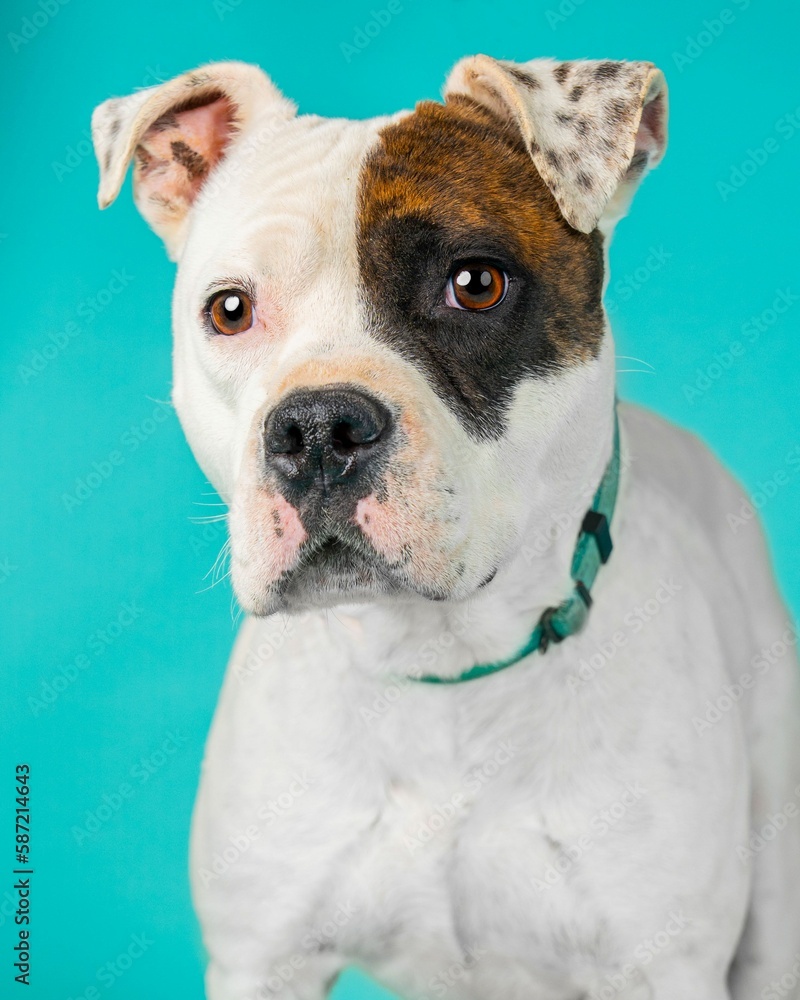individual shelter mix breed dog poses for adoption photos individual shelter mix breed dog poses for adoption photos
