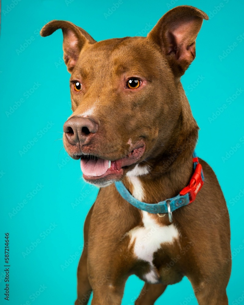 individual shelter mix breed dog poses for adoption photos individual shelter mix breed dog poses for adoption photos
