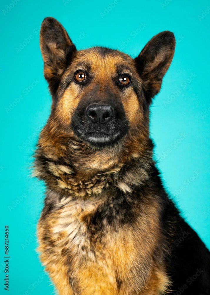 individual shelter mix breed dog poses for adoption photos