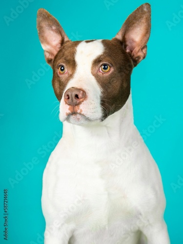 individual shelter mix breed dog poses for adoption photos