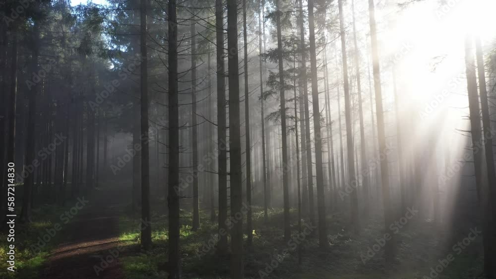 sun rays shine through the morning fog in the forest with forest path, drone photography, sun rays shine through the morning fog in the forest with forest path, drone photography,