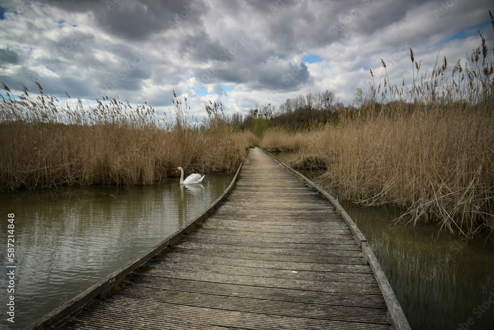 Fototapeta premium view of a wooden pontoon in the middle of the ponds