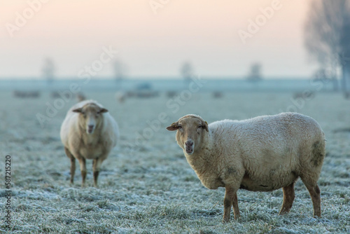 Fototapeta Naklejka Na Ścianę i Meble -  Schafe auf dem Deich im Winter