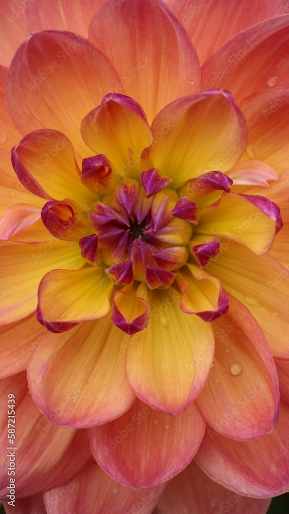 Vertical close-up of a beautiful pale orange Dahlia pinnata with waterdrops in a garden