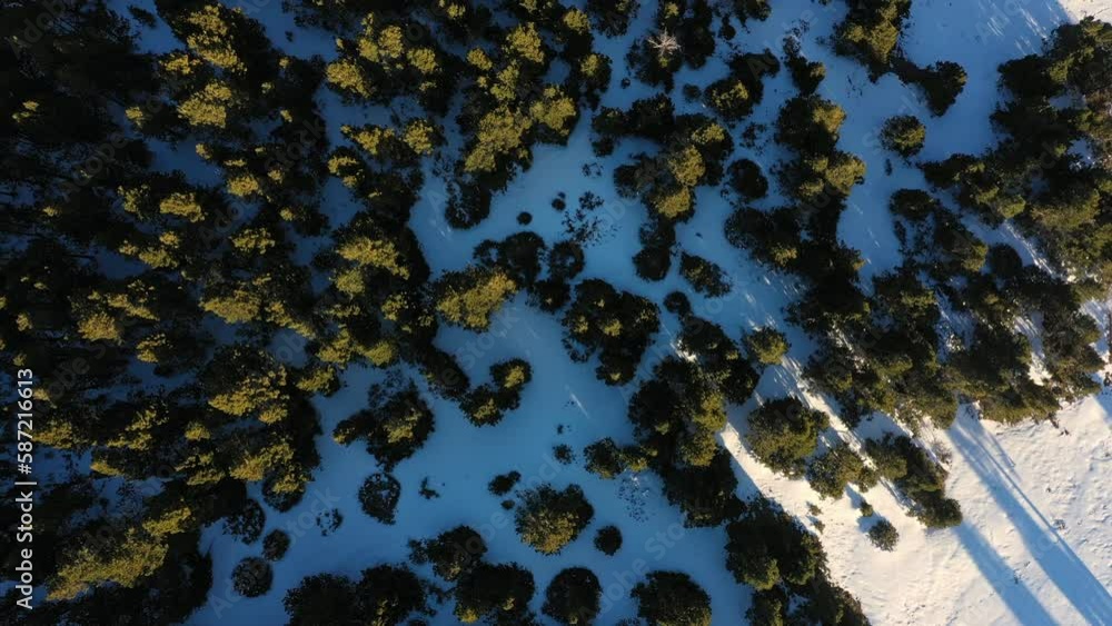 Top Down Aerial Dolly Out of Green Pine Trees in a Snowy Landscape. Top Down Aerial Dolly Out of Green Pine Trees in a Snowy Landscape.