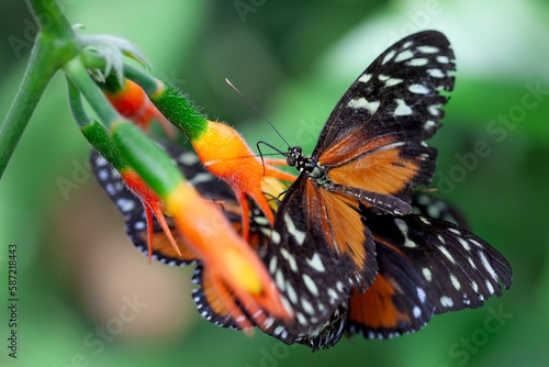 Closeup of a Cethosia biblis (red lacewing) on a flower