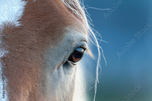 Closeup of the beautiful brown eye of a horse with long white hair on a blurred blue background