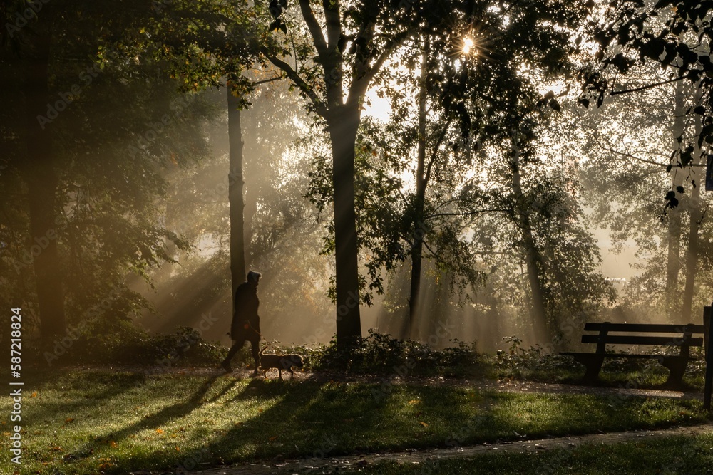 Person walking their dog in a misty park under a sunny sky