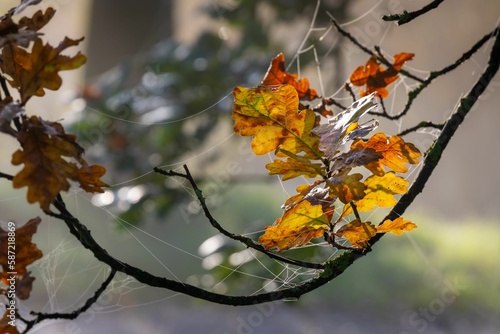 Closeup shot of thin tree branches with light orange leaves