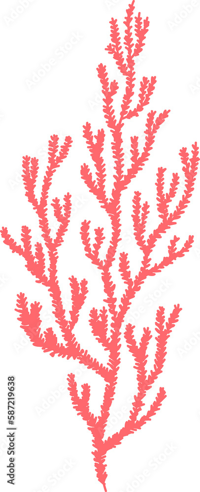 Hard coral, seaweed, aquatic underwater organism