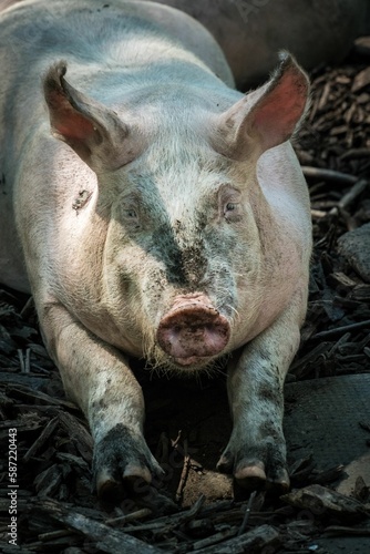 Vertical shot of a Pig on the ground on the farm © Matthias Kuba/Wirestock Creators