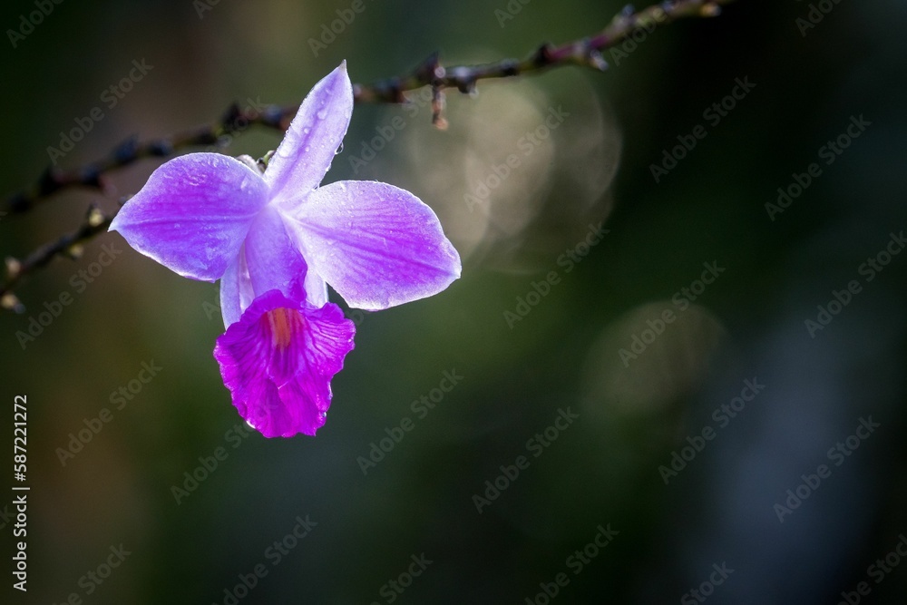 Close up of an Arundina graminifolia covered in dew on a spring morning and blurred background Close up of an Arundina graminifolia covered in dew on a spring morning and blurred background