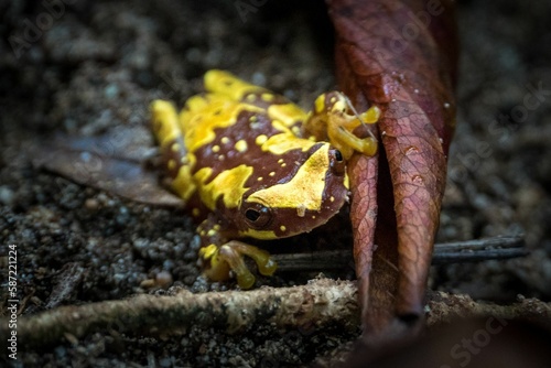 Close up of a Dendropsophus ebraccatus frog on the wet ground, next to a brown leaf photo