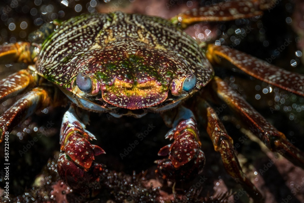 Close up shot of a crab (Brachyura) with a bright colorful pattern shell