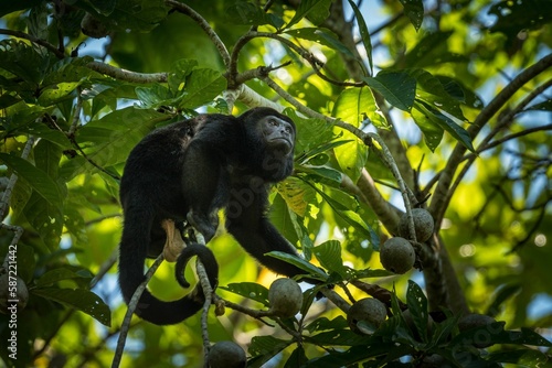 Photography Black Howler monkey perching on tree