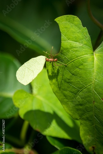 Ant perching on plant leaf
