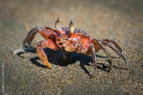 Close-up shot of a crab walking on the sand