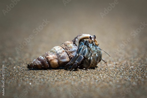 Fotografia Close-up shot of a hermit crab on the sand