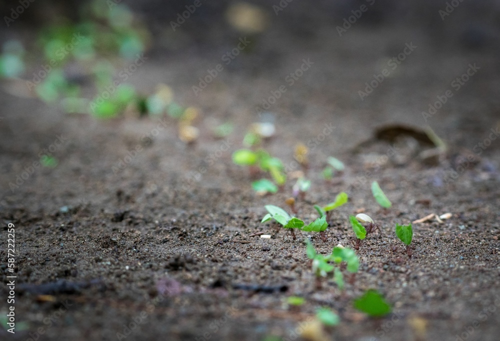 Close-up shot of new growing sprouts in a ground Close-up shot of new growing sprouts in a ground