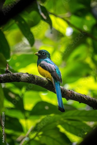 Vertical shot of a trogon sitting on a tree branch