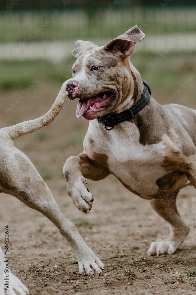 a pair of dogs chasing each other on a field,