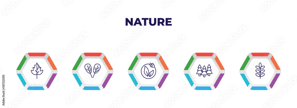 editable outline icons with infographic template. infographic for nature concept. included hawthorn leaf, plum leaf, natural energy, woods, acacia icons. editable outline icons with infographic template. infographic for nature concept. included hawthorn leaf, plum leaf, natural energy, woods, acacia icons.
