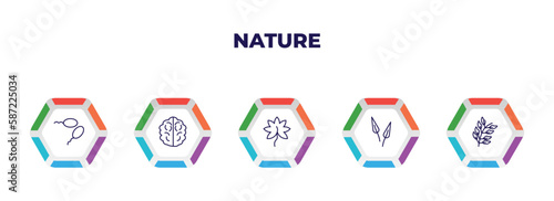 editable outline icons with infographic template. infographic for nature concept. included fertilize clinic, human brian, liquidambar leaf, subulate, bilberry leaf icons.