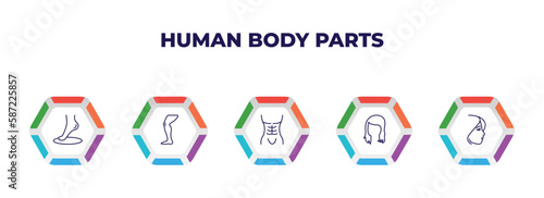 editable outline icons with infographic template. infographic for human body parts concept. included foot side view, men leg, human abdomen, woman dark long hair, face of a woman icons.